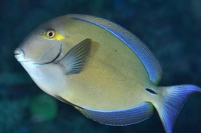 Palani Tang Acanthurus blochii - Fish
