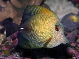 Scopas Tang Fiji Zebrasoma scopas - Fish