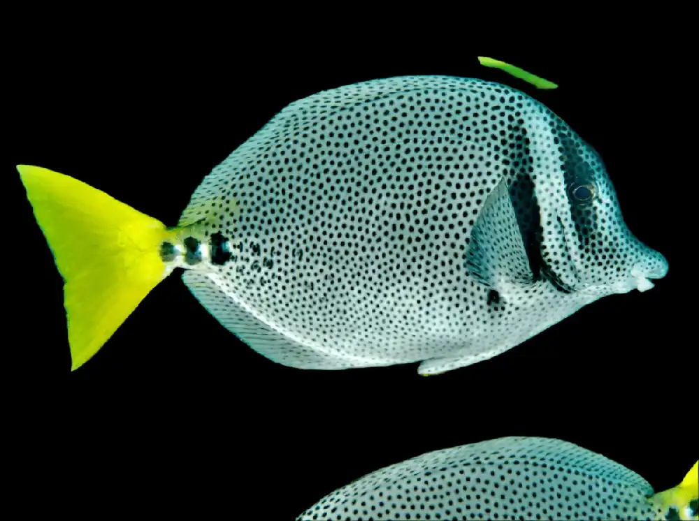 Spotted Sawtail Tang Prionurus punctatus - Fish