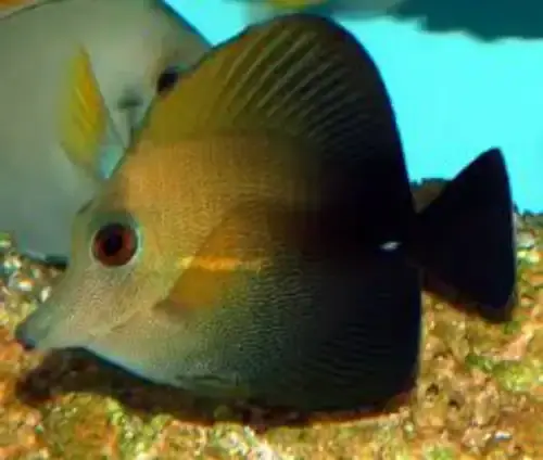 Scopas Tang Marshall Islands Zebrasoma scopas - Fish