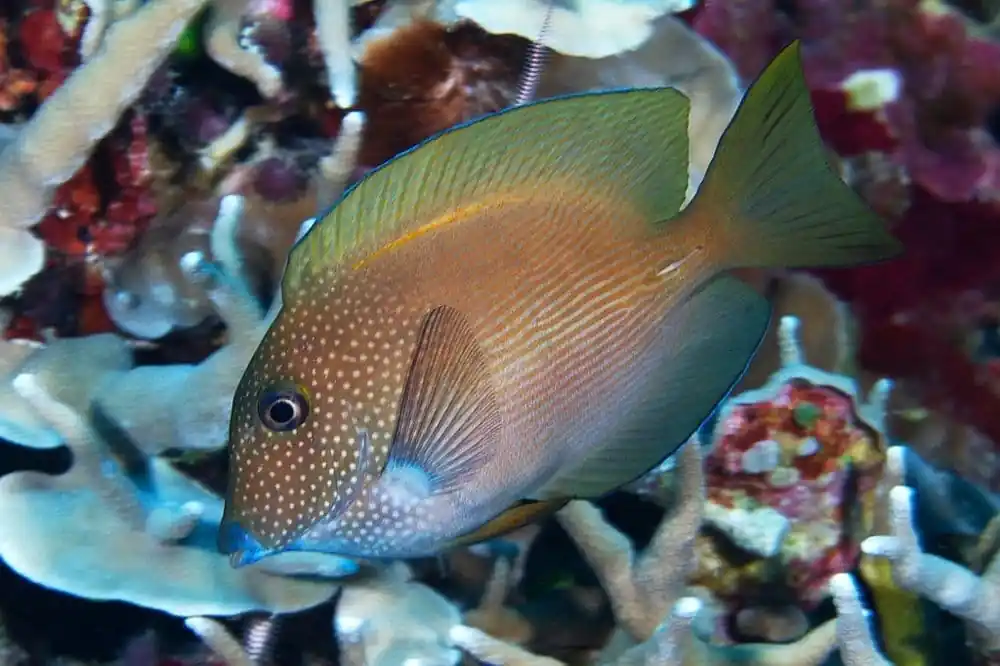 Striatus Tang Ctenochaetus striatus - Fish