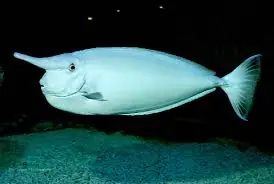 Unicorn Tang Hawaii Naso unicornis - Fish