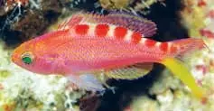 Yellowspotted Hifin Anthias – Pseudanthias flavoguttatus - Fish