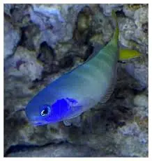 Bluehead Tilefish – Hoplolatilus sp.