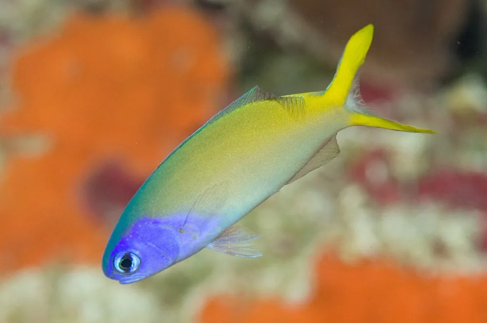 Bluejaw Tilefish – Hoplolatilus starcki