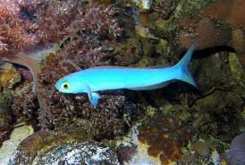 Flashing Tilefish – Hoplolatilus chlupatyi