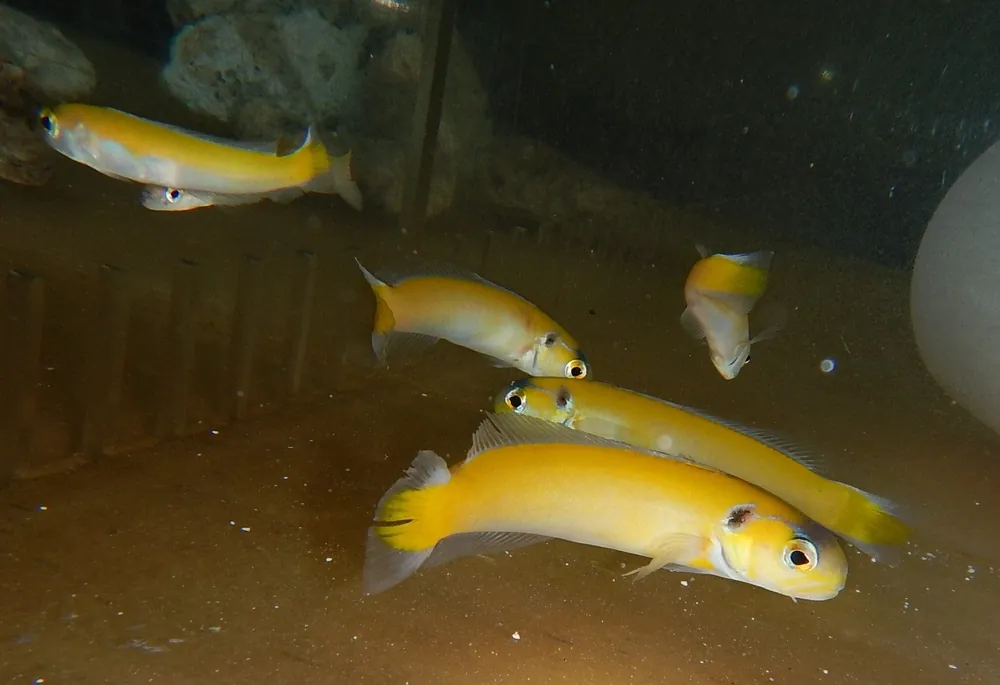 Golden Tilefish – Hoplolatilus luteus