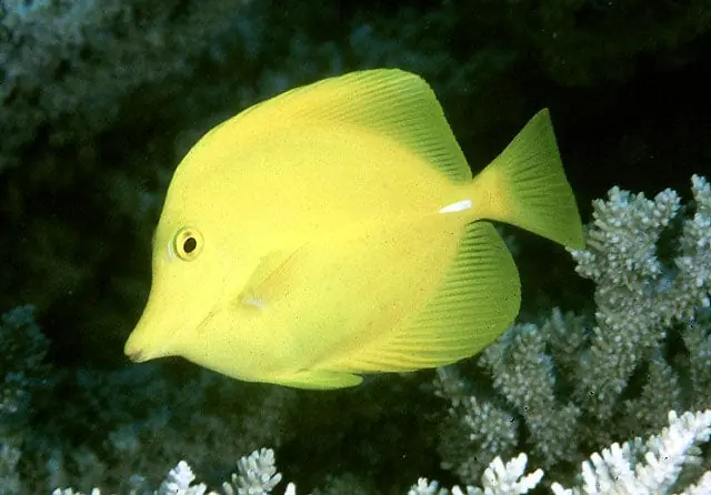 Yellow Tang Hawaii Zebrasoma flavescens - Fish