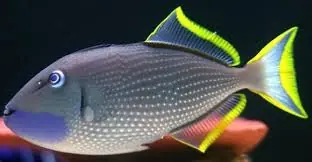 Bluejaw Triggerfish; Male - Xanthichthys auromarginatus