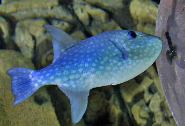 Bluespotted Trigger – Canthidermis maculata - Fish