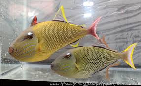Crosshatch Trigger; Pair; Haw. – Xanthichthys mento - Fish