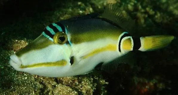 Lunula Trigger; Tonga – Rhinecanthus lunula - Fish