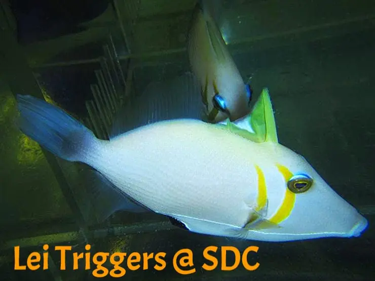 Lei Trigger; Haw. – Sufflamen bursa - Fish