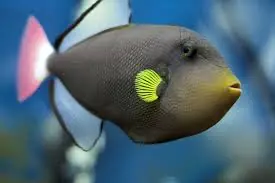 Pinktail Trigger; Fiji – Melichthys vidua - Fish