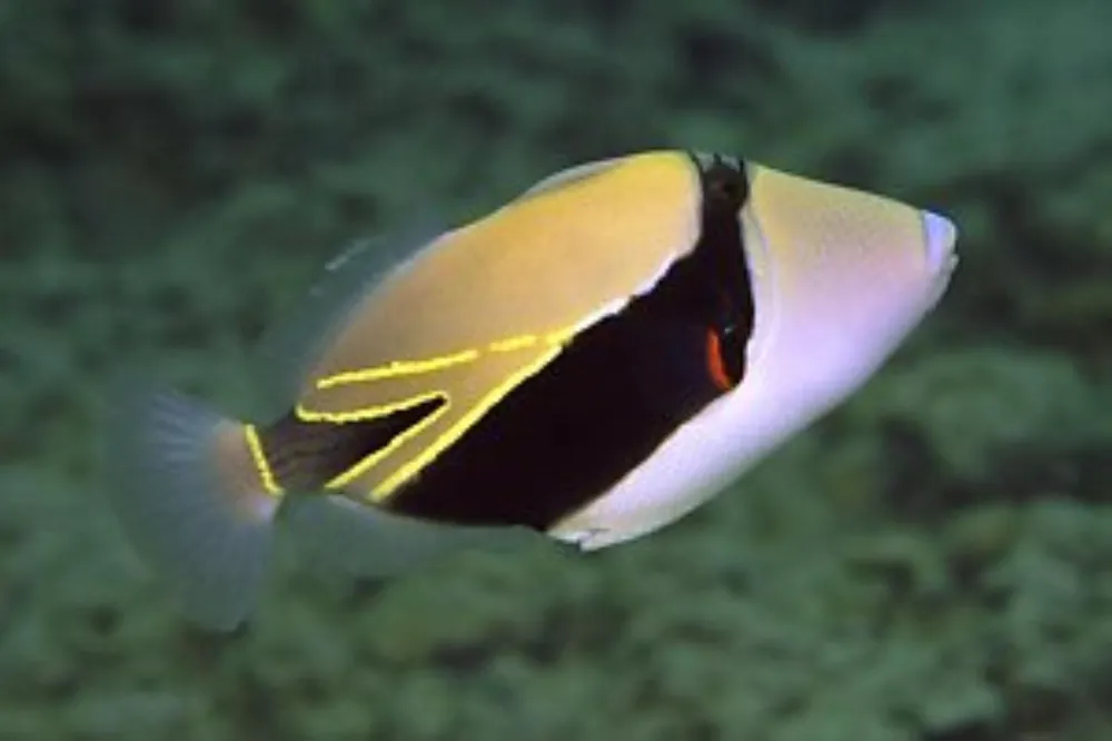 Rectangulus Trigger; Fiji – Rhinecanthus rectangulus - Fish
