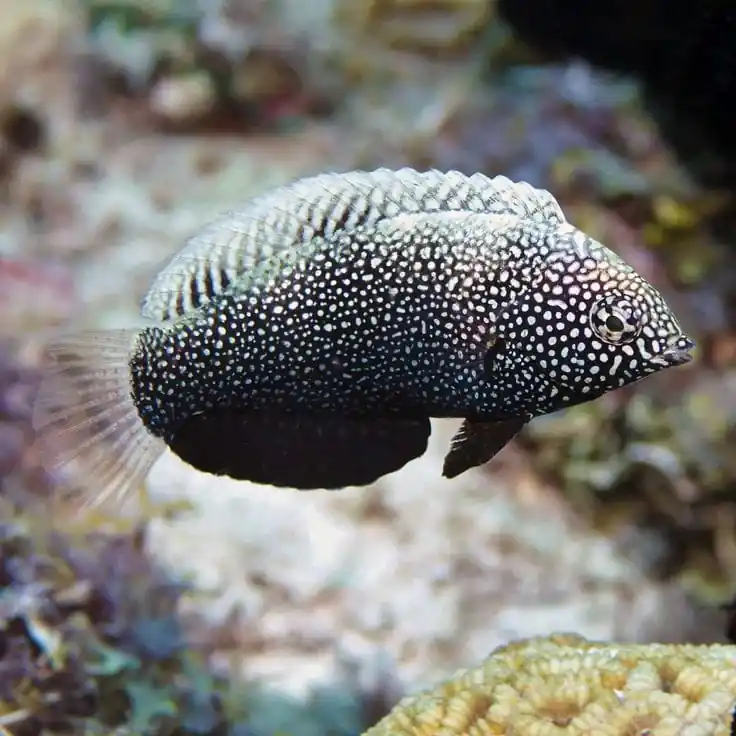 Black Leopard Wrasse; Fiji – Macropharyngodon negrosensi - Fish