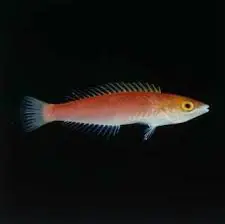 Black Patch Pencil Wrasse; Female – Pseudojuloides mesostigma - Fish
