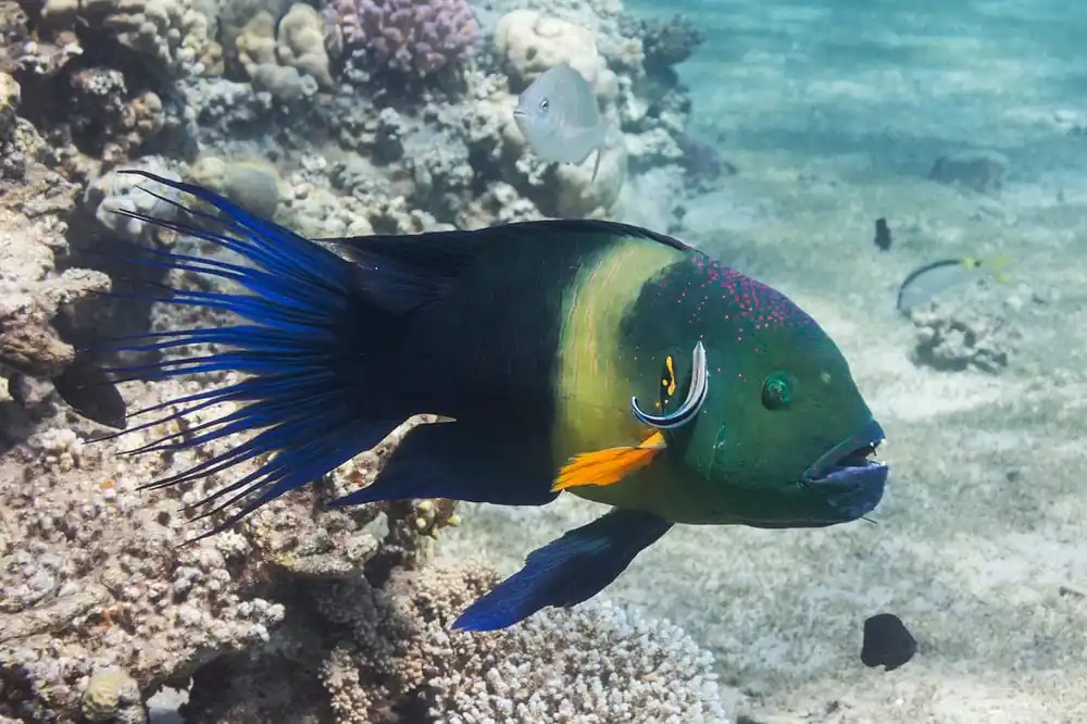 Broomtail Wrasse; Red Sea – Cheilinus lunulatus - Fish