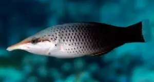 Brown Bird Wrasse; Fiji - Gomphosus varius
