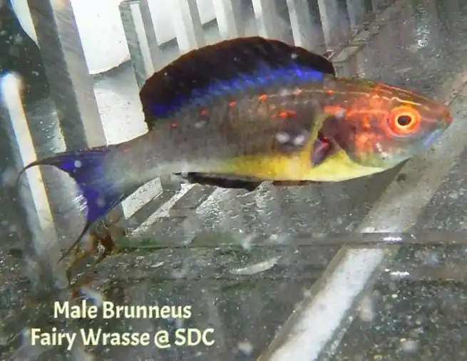 Brunneus Fairy Wrasse; Male - Cirrhilabrus brunneus
