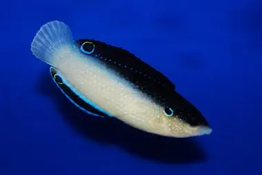 China Wrasse; Fiji – Anampses neoguinaicus - Fish