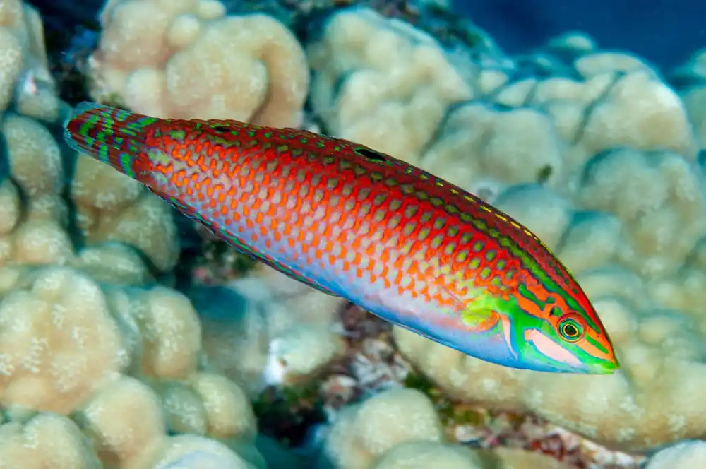 Christmas Wrasse; Fiji – Halichoeres ornatissimus - Fish