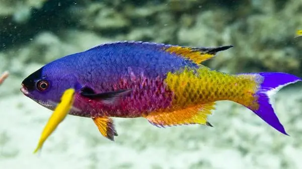 Creole Wrasse; Atl. – Clepticus parrae - Fish