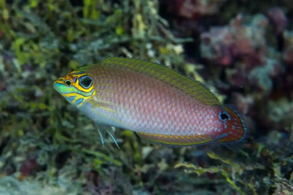 Earspot Wrasse; Male; Haw. – Halichoeres melasmopomas - Fish