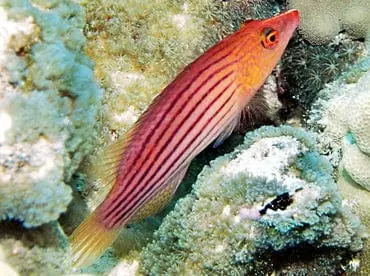 Eight Line Wrasse; Haw. – Pseudocheilinus octotaenia - Fish