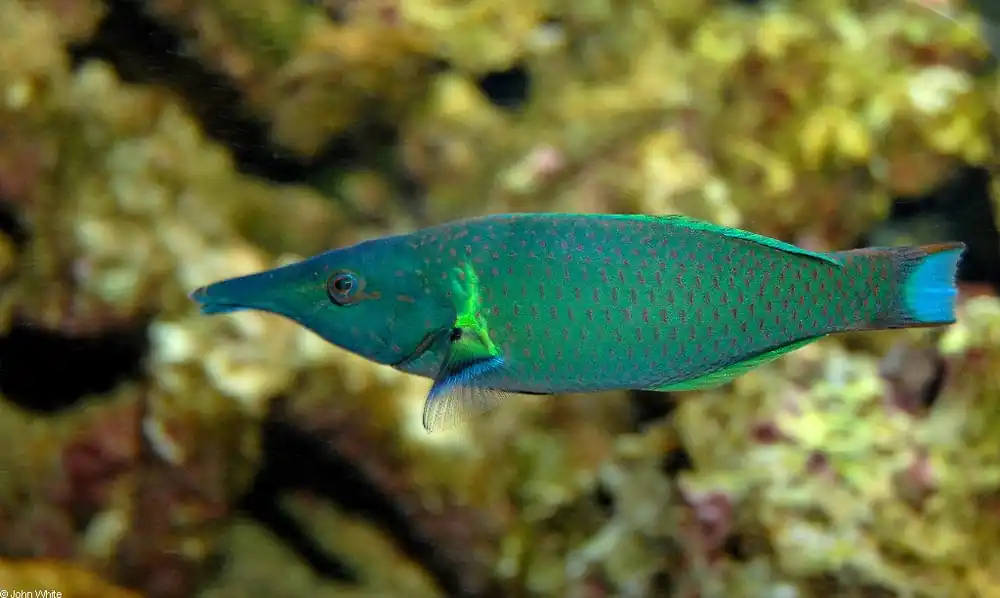 Green Bird Wrasse; Fiji – Gomphosus varius - Fish