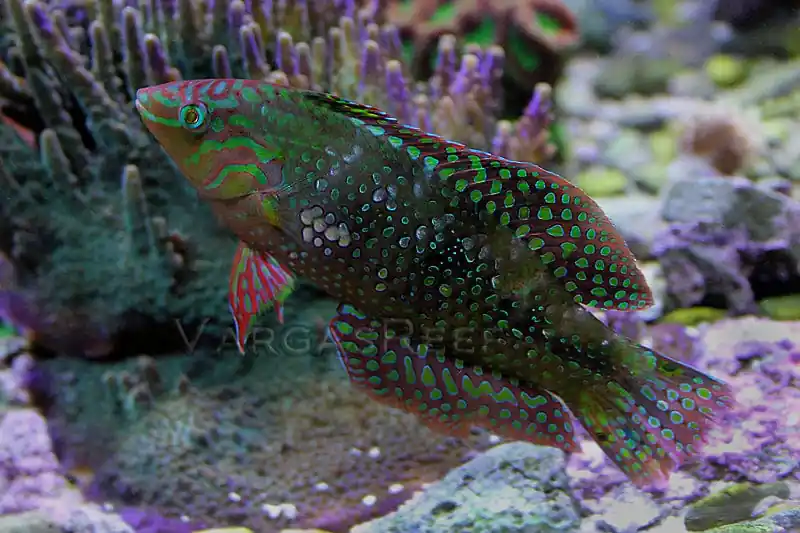 Gold Nugget Wrasse; PNG - Xenojulis margaritaceus
