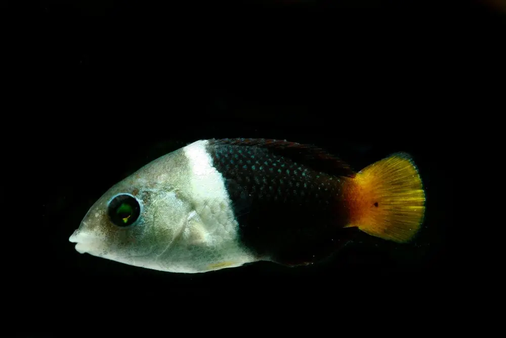 Half & Half Wrasse – Hemigymnus melapterus - Fish