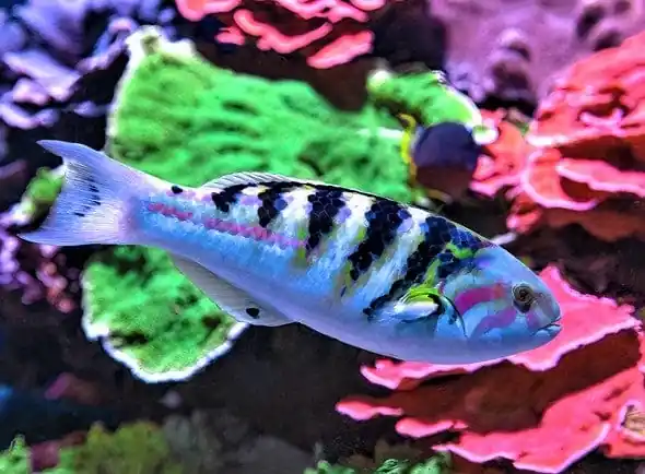 Hardwicki Wrasse – Thalassoma hardwicki - Fish