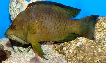 Insidiator Wrasse – Epibulus insidiator - Fish