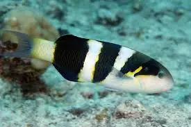 Jansen Wrasse; Fiji - Thalassoma jansenii
