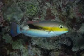 Jordans Tuskfish; Fiji – Choerodon jordani
