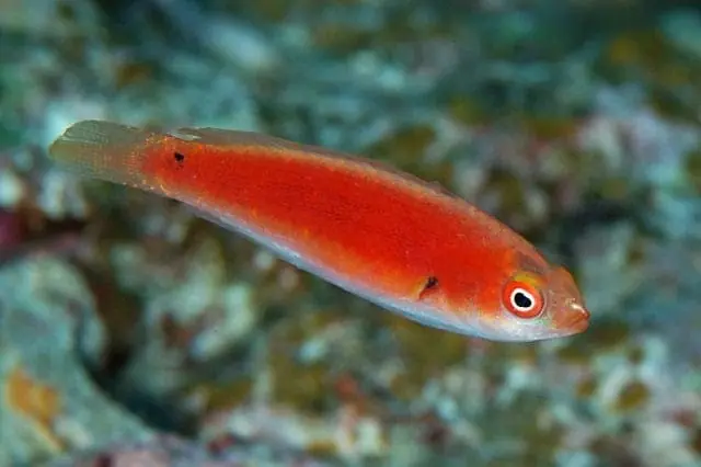 Katherines Fairy Wrasse; Female – Cirrhilabrus katherinae - Fish
