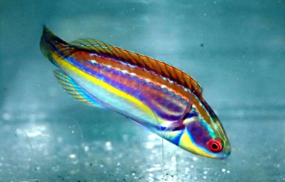 Labouti Wrasse; Aus. – Cirrhilabrus labouti - Fish
