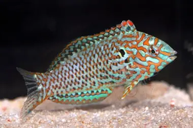 Leopard Wrasse; Male - Macropharyngodon meleagris