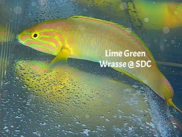 Lime Green Wrasse; Aus. – Thalassoma lutescens - Fish