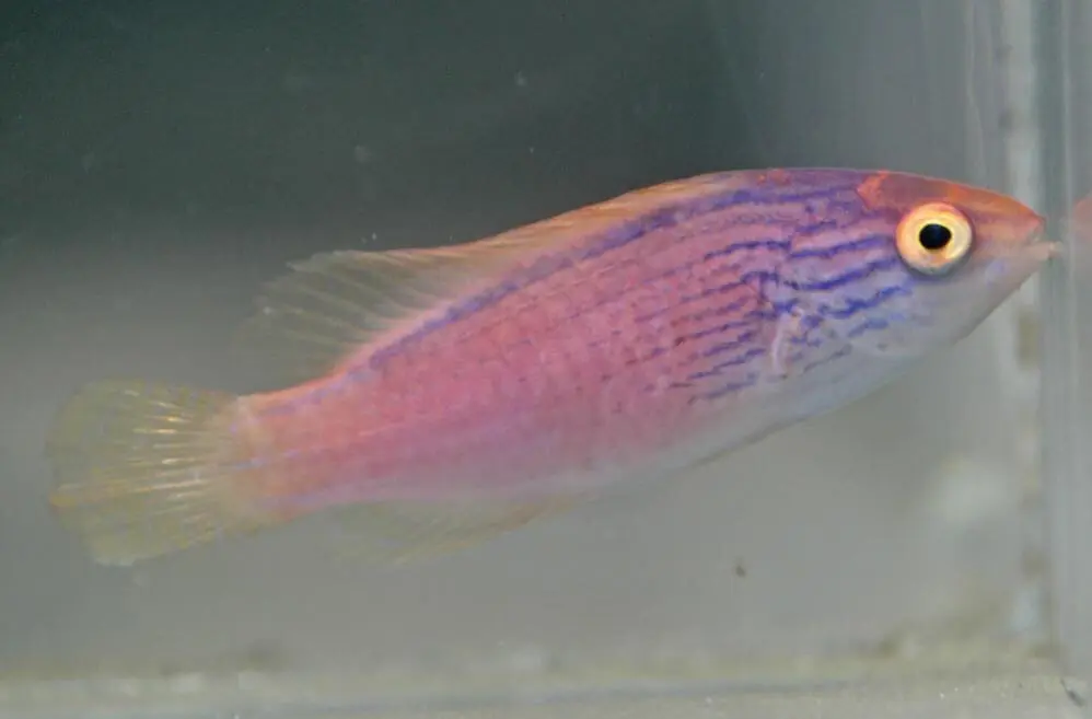 Lineatus Fairy Wrasse; Female; Australia – Cirrhilabrus lineatus - Fish