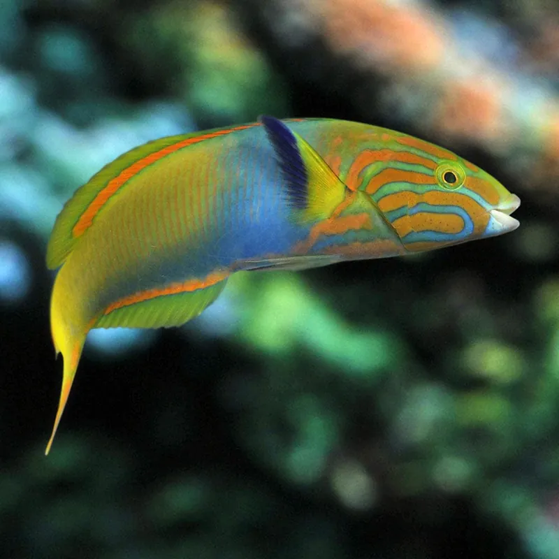 Lime Green Wrasse; Fiji – Thalassoma lutescens - Fish
