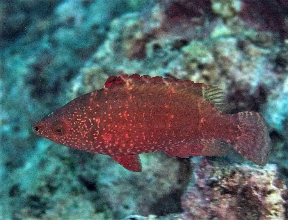 Longjaw Wrasse; Red – Cheilinus sp. - Fish
