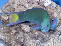 Lunare Wrasse; Aus. – Thalassoma lunare - Fish