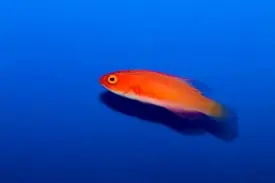 Magma Fairy Wrasse; Female – Cirrhilabrus sp. - Fish