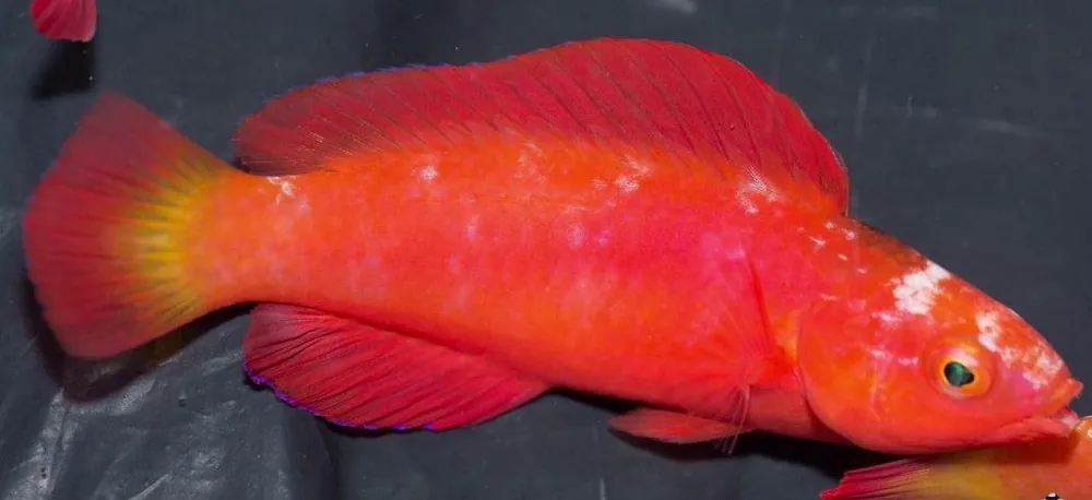 Magma Fairy Wrasse; Super Male – Cirrhilabrus sp. - Fish
