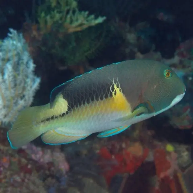 Orange Spotted Tuskfish – Choerodon anchorago