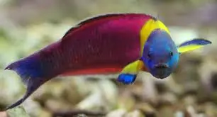 Paddlefin Wrasse; Fiji – Thalassoma amblycephalum - Fish