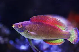 Pylei Fairy Wrasse; Male; Van – Cirrhilabrus pylei - Fish