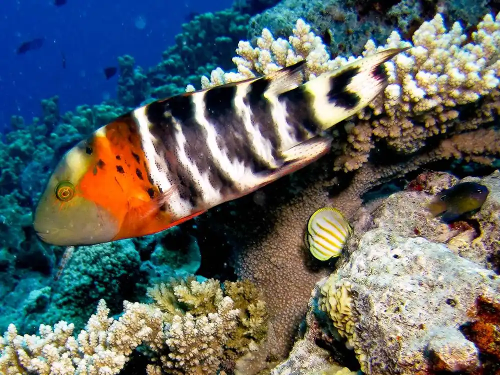 Red Breasted Wrasse – Cheilinus fasciatus - Fish
